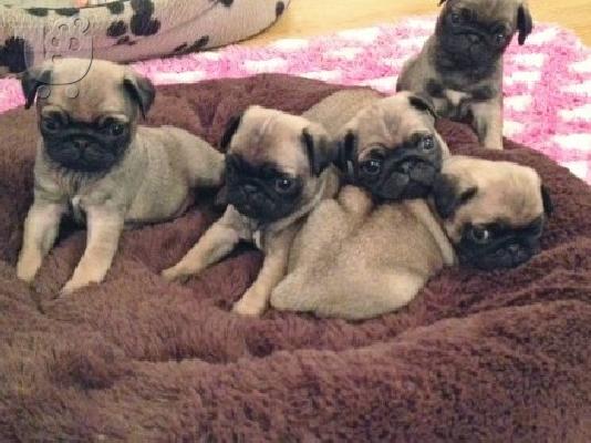 PoulaTo: Χριστούγεννα Καν. Fawn Pug κουτάβια